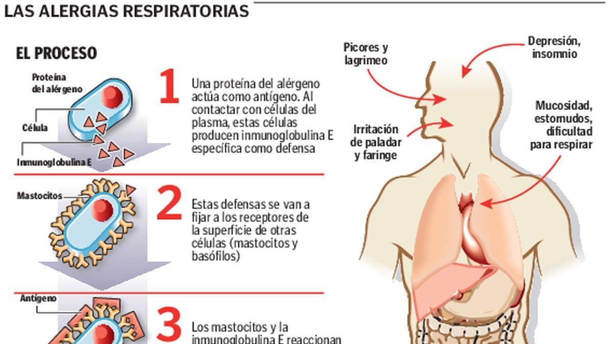 Causas y síntomas de la alergia.
