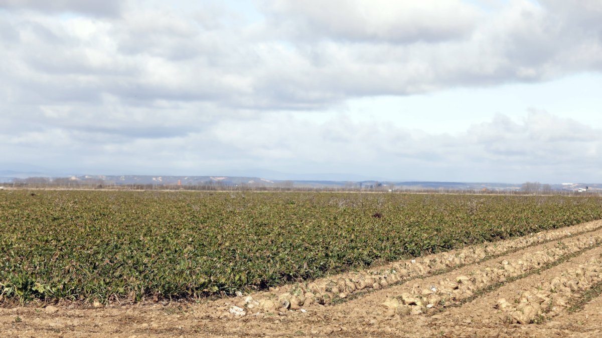 Campo de Remolacha en La Bañeza