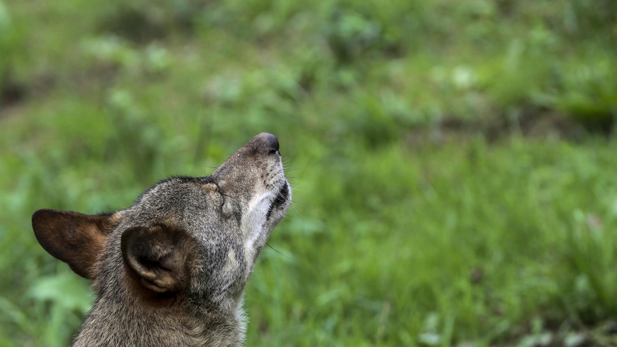 Un lobo Ibérico en una imagen de archivo. EFE/ J.L.Cereijido