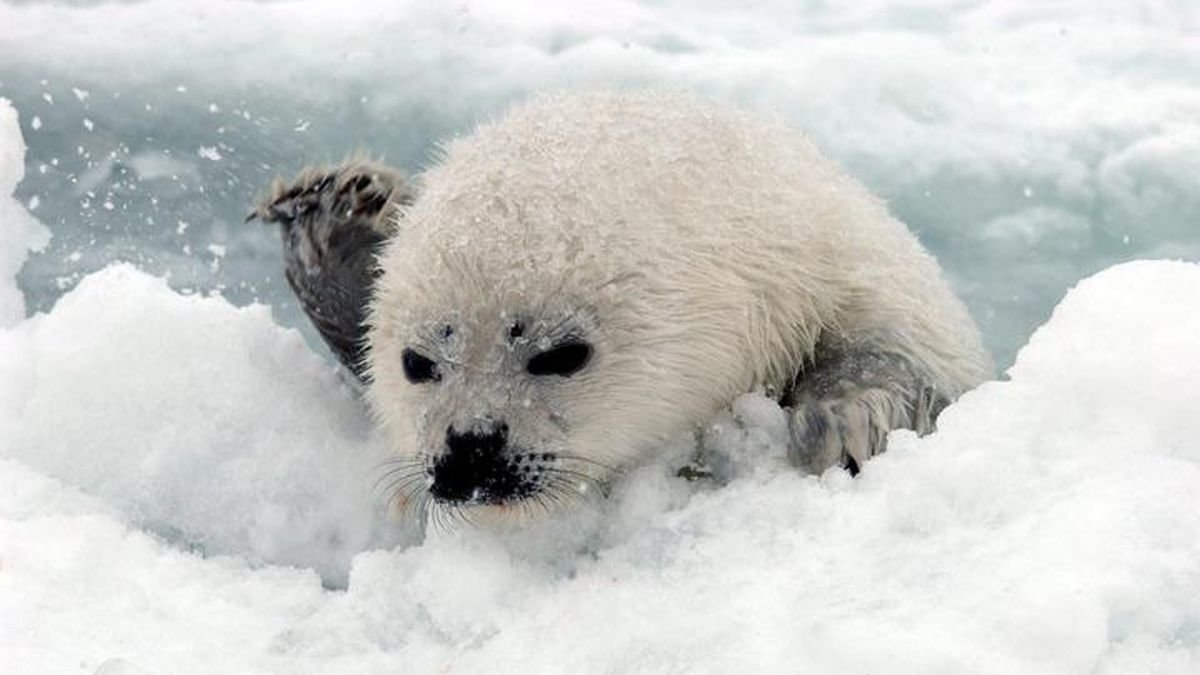Una cría de foca que regresa al hielo tras estar en el agua.