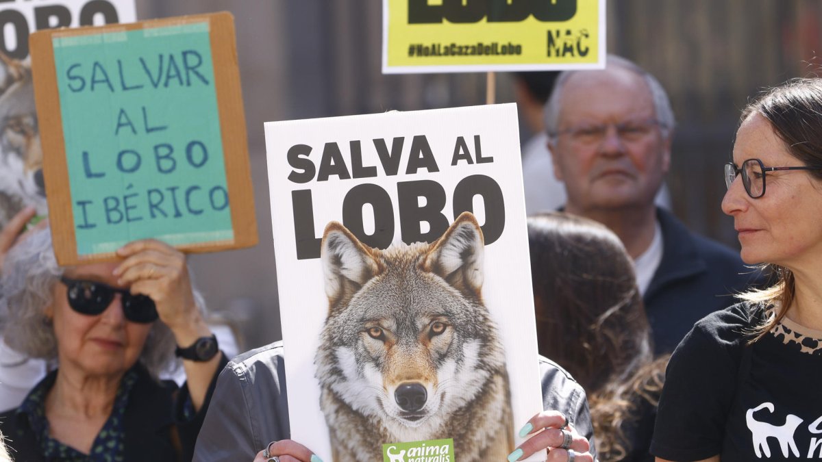 Aspecto de la concentración en Barcelona en protesta por la desprotección del lobo ibérico. EFE/Quique García