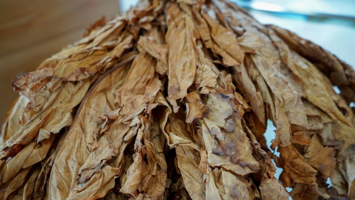 Hoja de tabaco preparada para elaborar cigarrillos.