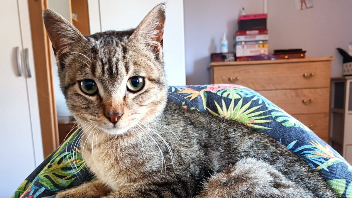 Luca busca una familia que lo quiera