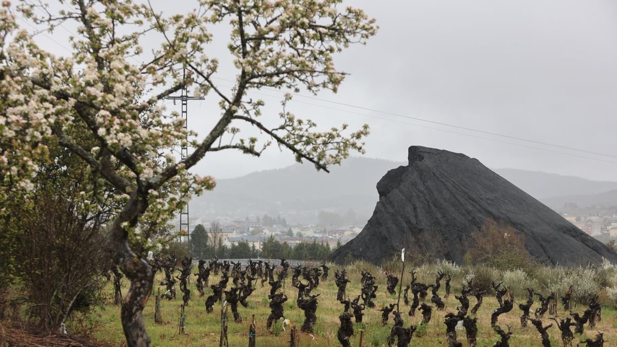 Los últimos restos de la montaña de carbón de Fabero asoman todavía entre viñedos.