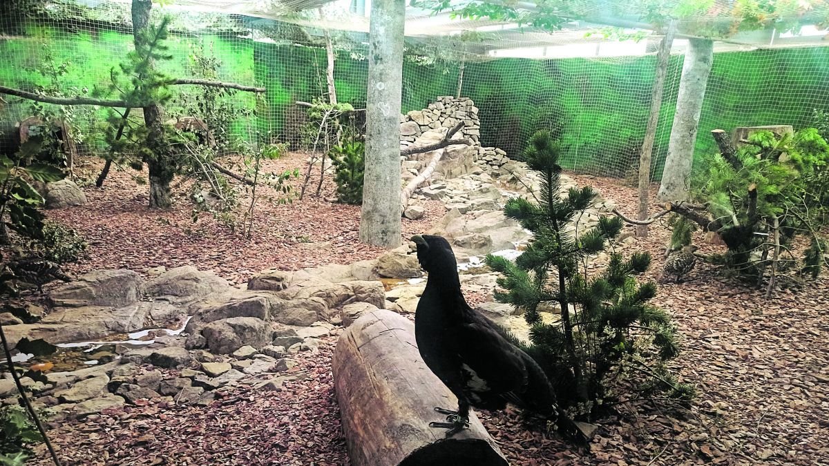 Uno de los ejemplares.