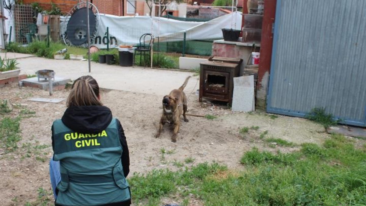 Imagen del perro que ha atacado a una menor.