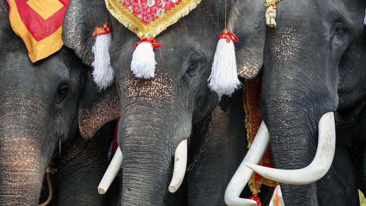 Fotografía de archivo, tomada el 13/03/2025, que muestra a elefantes durante un ritual en la ciudad de Ayutthaya, en Tailandia. EFE/EPA/RUNGROJ YONGRITEFE/