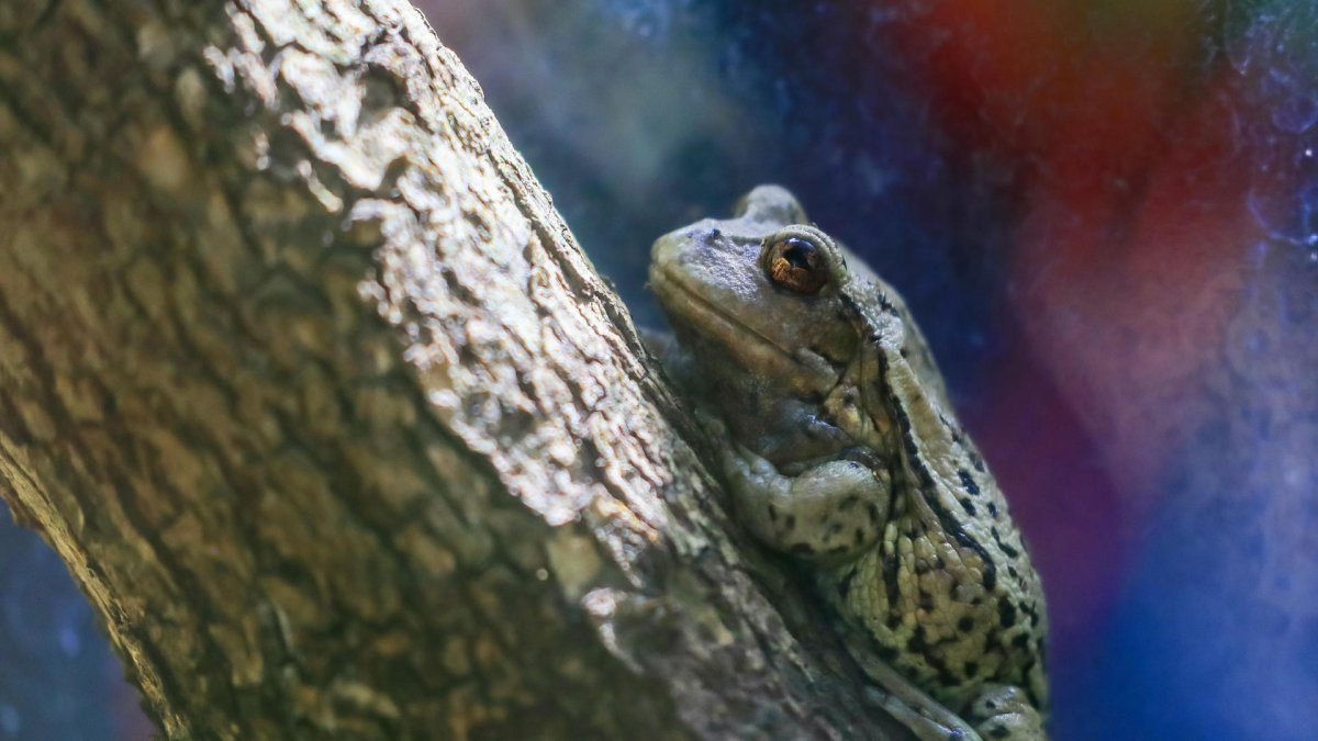 Fotografía de archivo de una rana marsupial andina. EFE/ José Jácome
