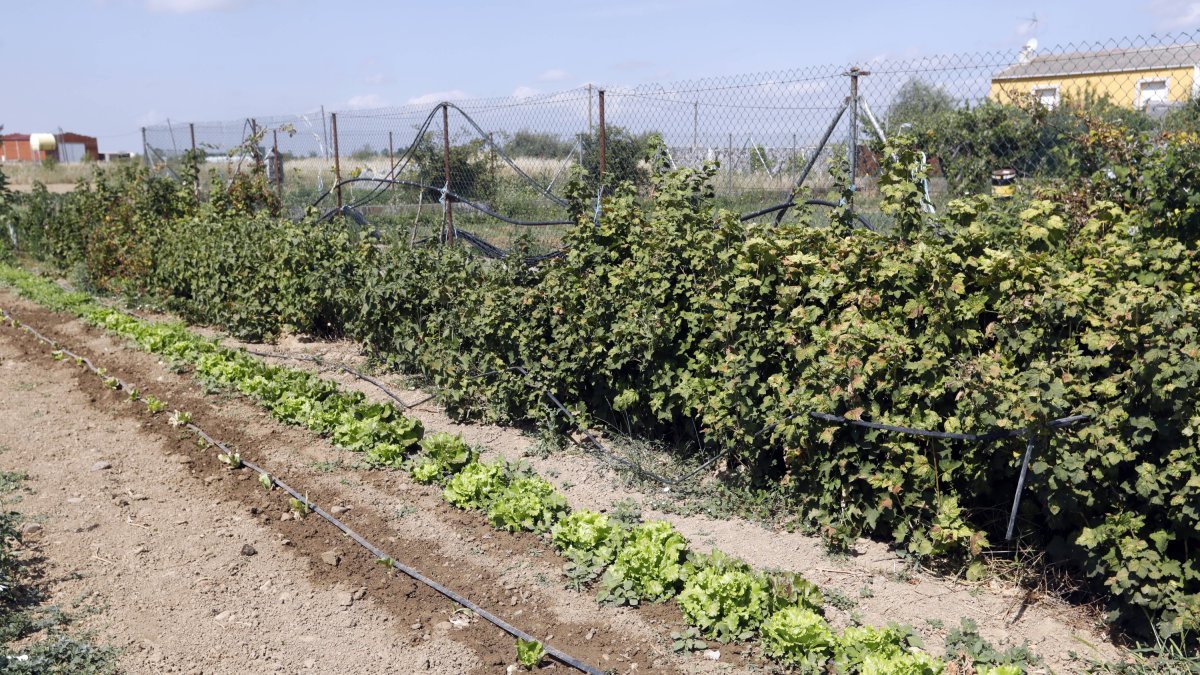 Una explotación de agricultura ecológica en la provincia.
