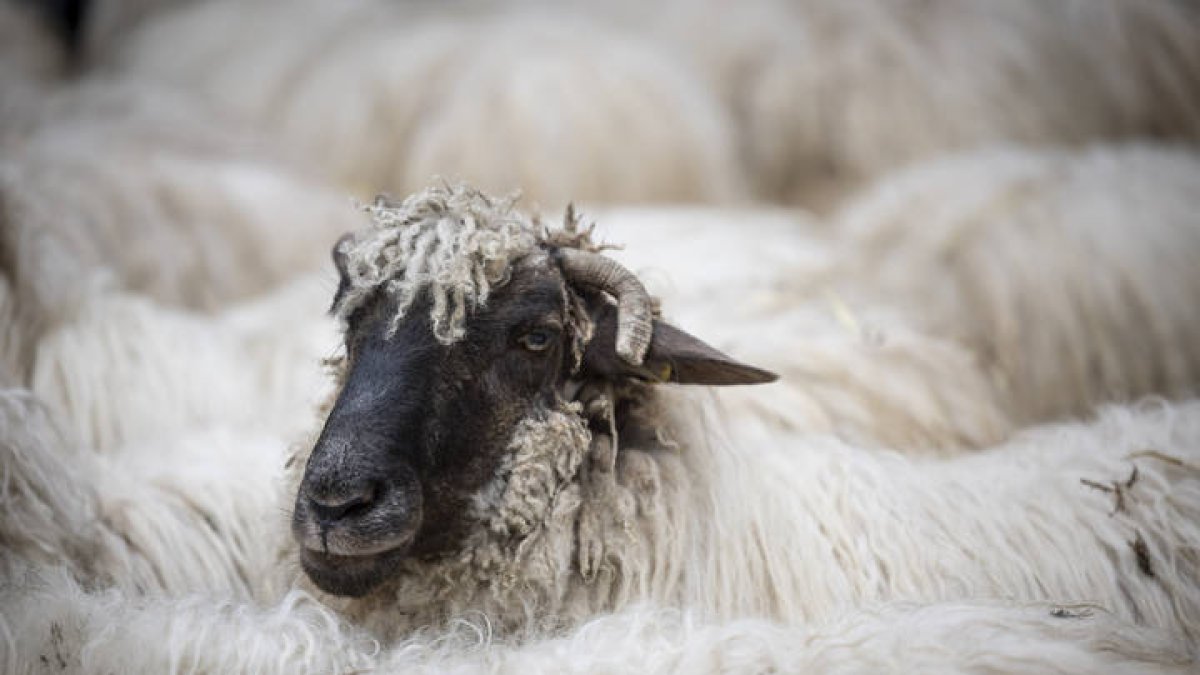 La frase-acertijo tiene un trasfondo muy interesante.