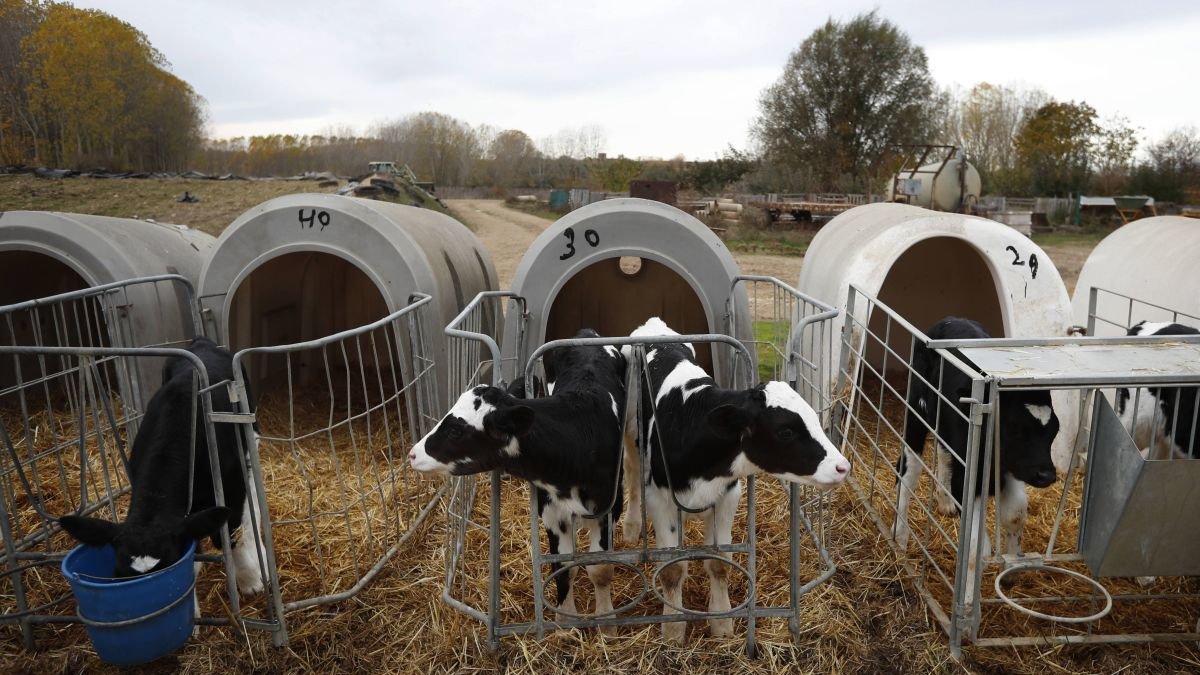 Explotación de vacuno de leche en Villavidel en una imagen de archivo.