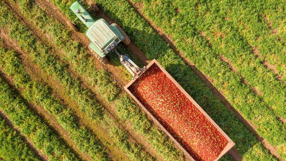 Archivo - Un tractor con tomates en el campo