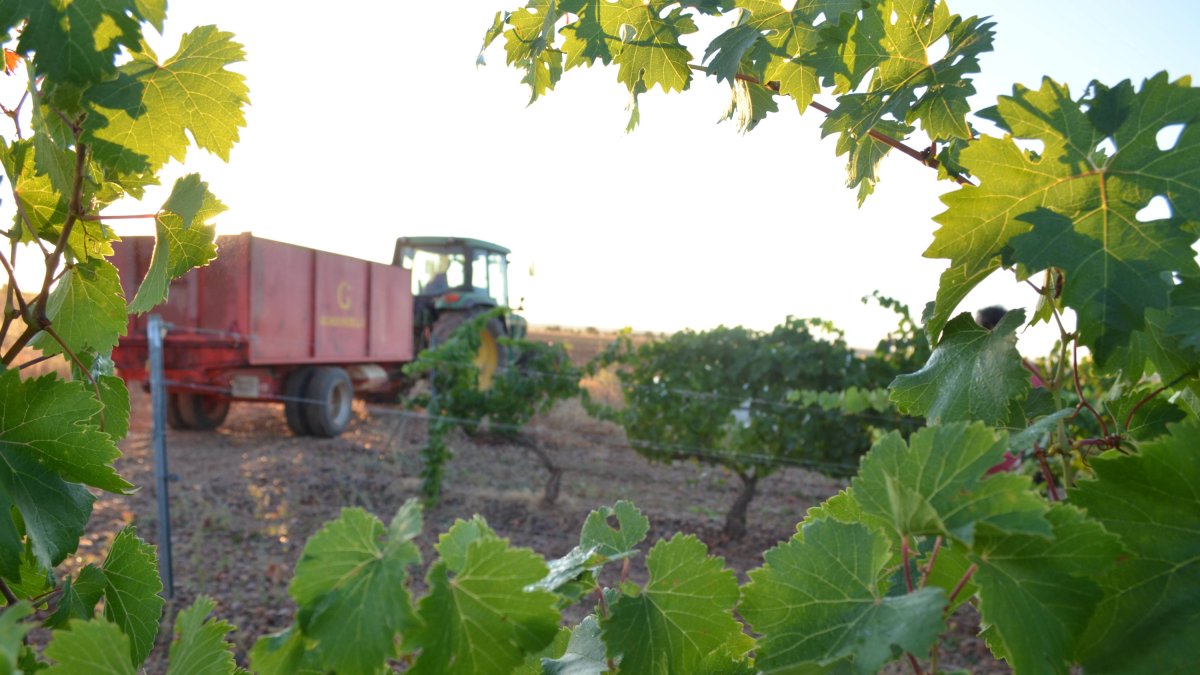 Inicio de la Vendimia en la Bodega Gordonzello con la uva Albarín.
