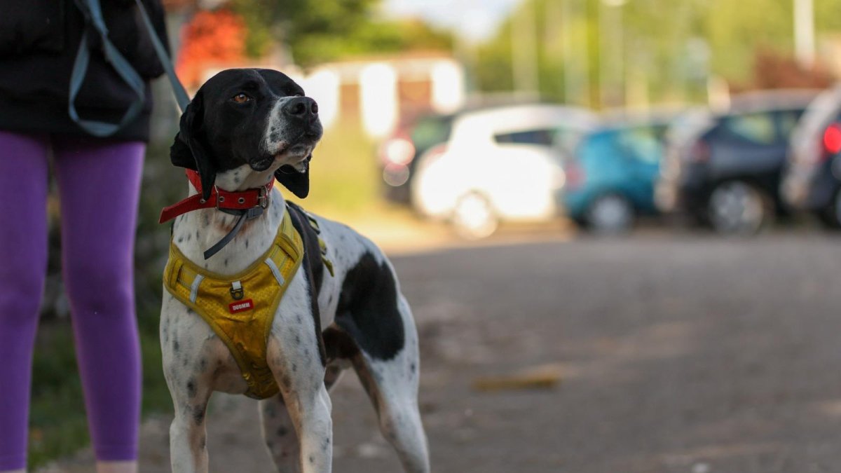 Clap, un pointer magnífico que busca familia.