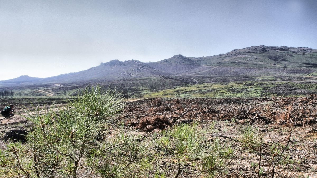 Montes afectados por el incendio de Castrocontrigo de 2012.