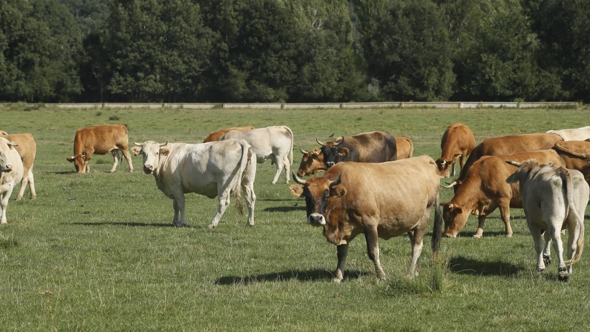 El curso aborda aspectos como alimentación, alojamiento y comportamiento animal.