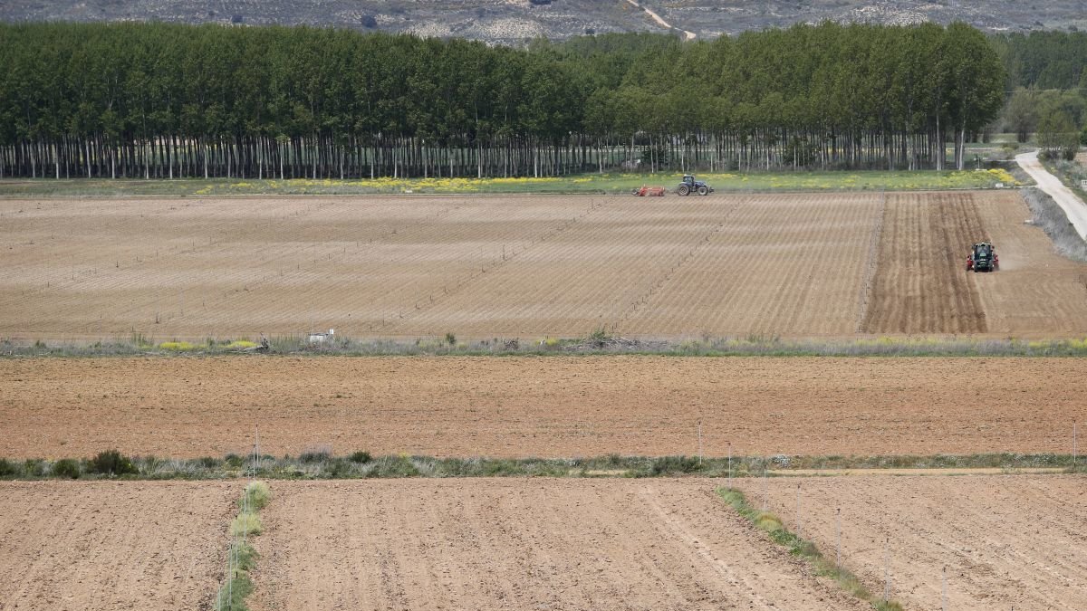Siembra de fincas en Los Payuelos.