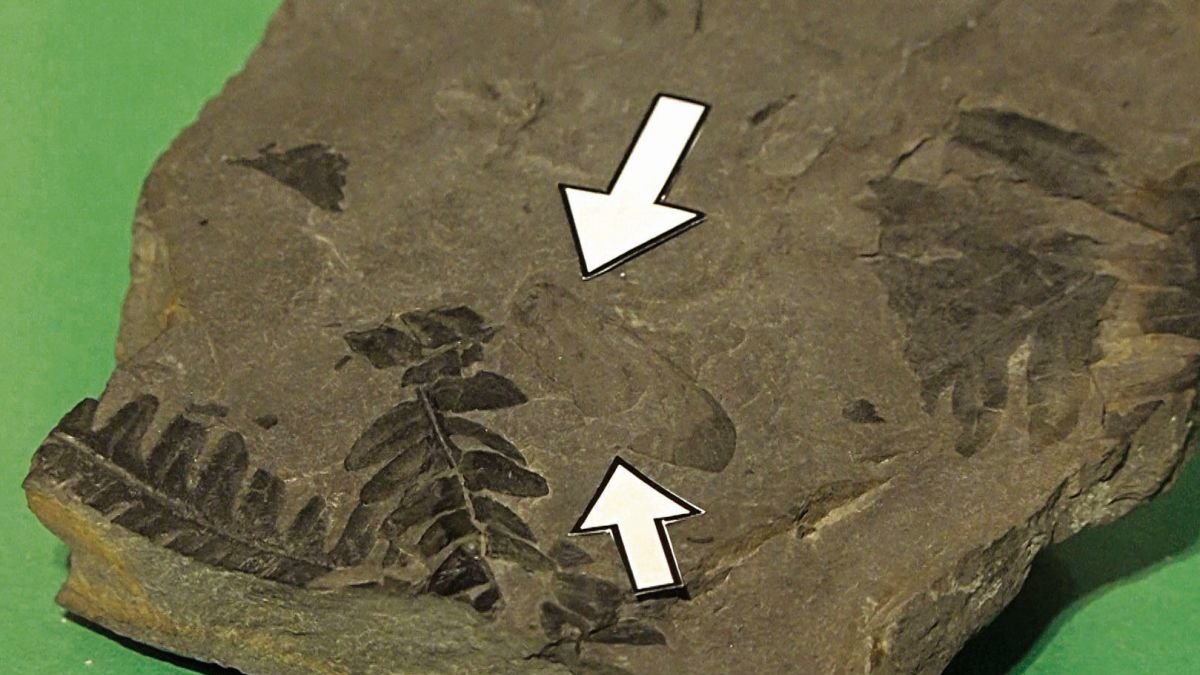 El fósil de León que permanecerá en la colección del museo ilicitano.