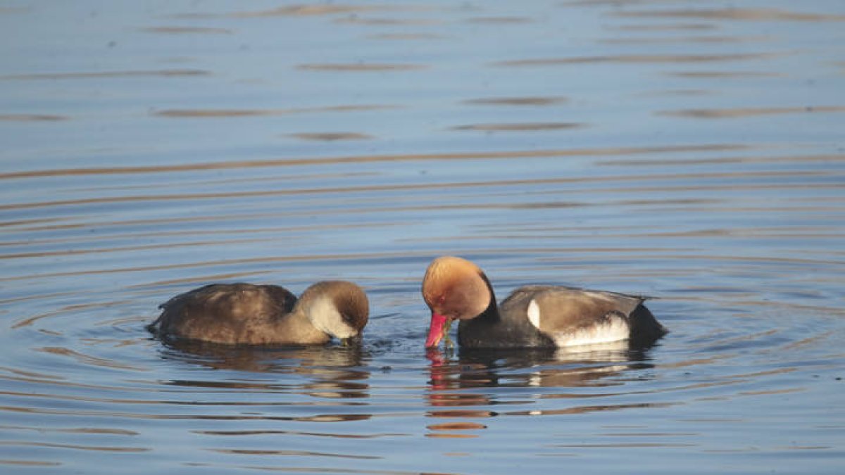Una pareja de patos se refresca en el agua.