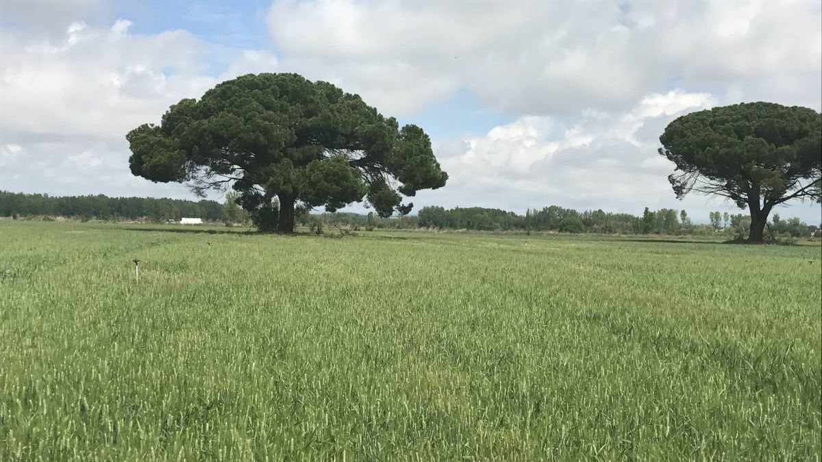 Campo de trigo en León.