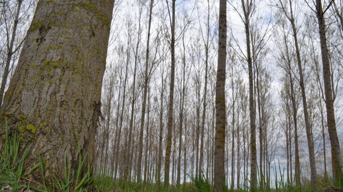 Imagen de una chopera en un pueblo de León, donde el sector tiene mucho peso en la economía.
