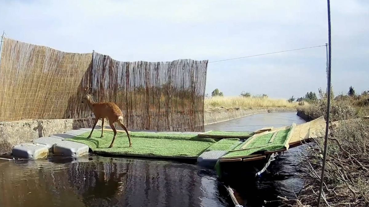 Un corzo camina sobre una de las rampas instaladas en el Canal de Arriola.