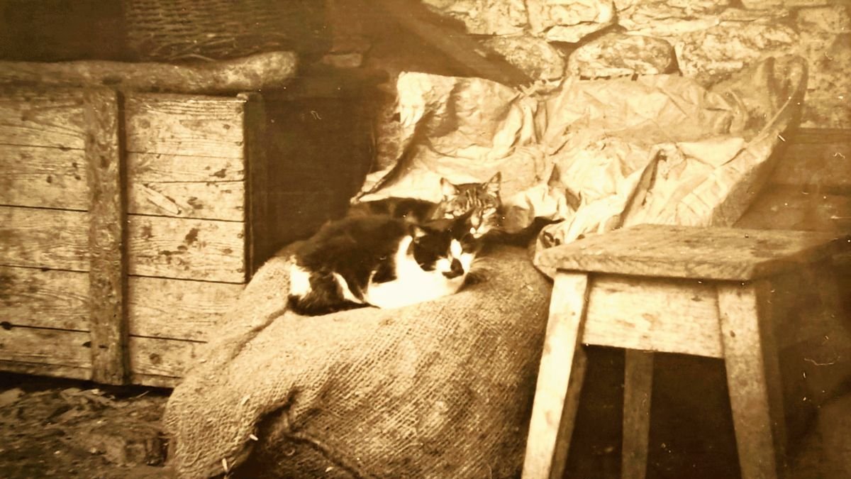 Gatos en una casa de antaño.