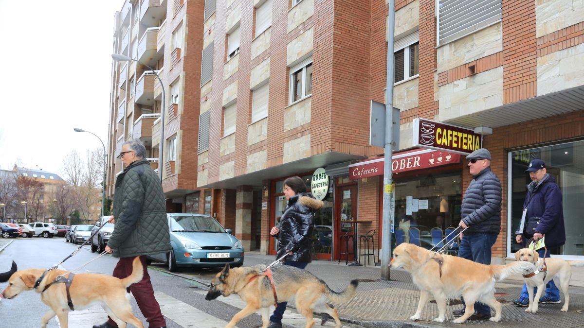 Perros guía de la ONCE por León.