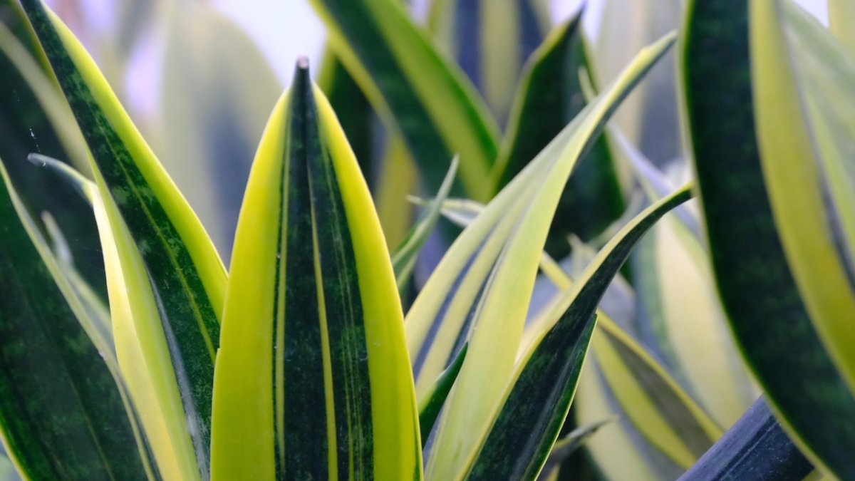 Las mejores plantas para refrescar tu piso ante la primera ola de calor