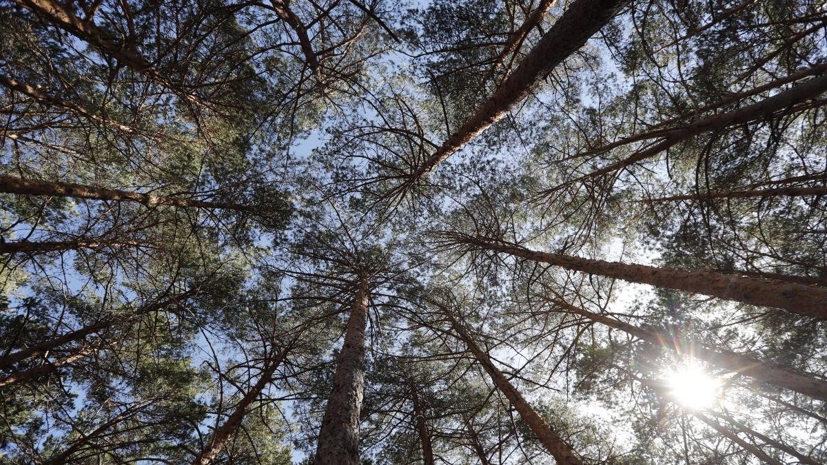 Riocamba, el orgullo forestal de león