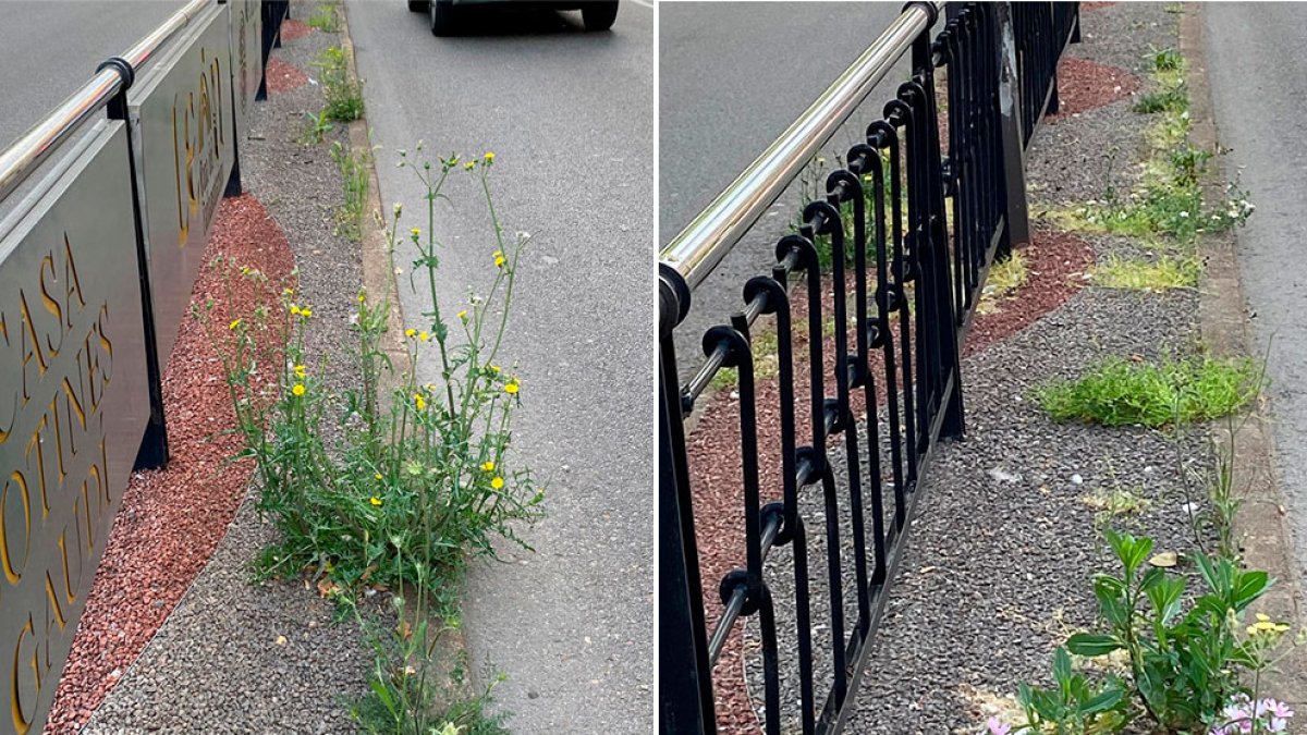 Estado en que se encuentra la medianera del paseo de La Condesa.