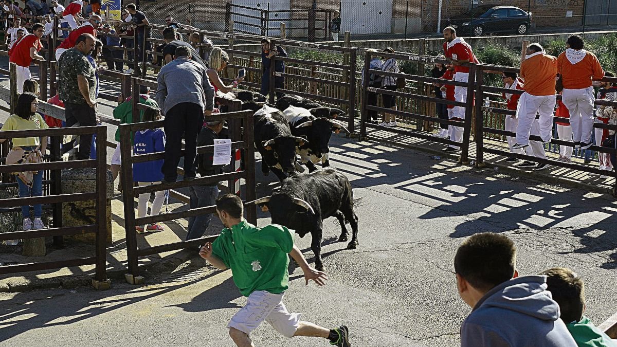 Los encierros con reses bravas son tradición en las fiestas, que incluyen una corrida de primera categoría con Román Collado (en la foto) y otros dos figuras.
