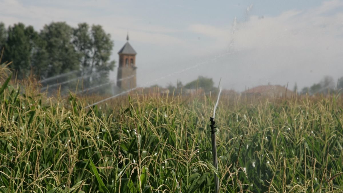 Cultivo de maíz en una finca de León.