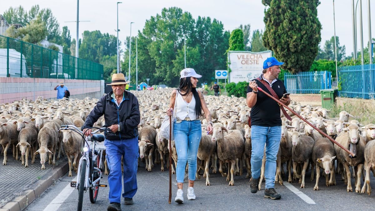 León da paso a las merinas