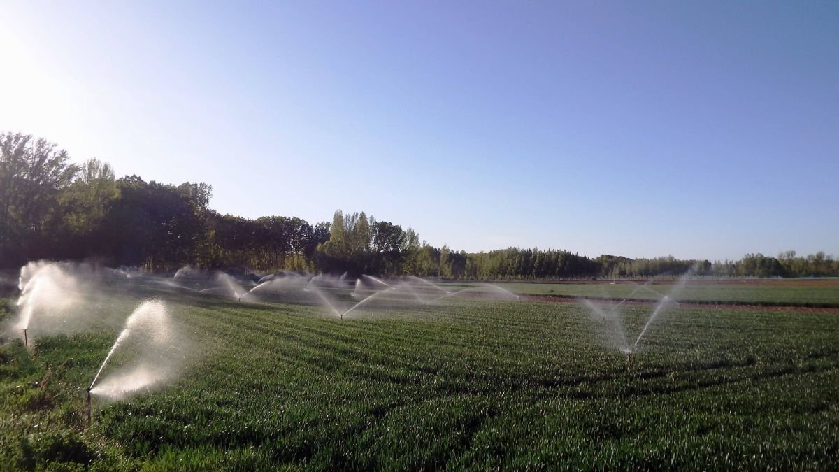 Un campo de regadío cultivado en un pueblo de León.