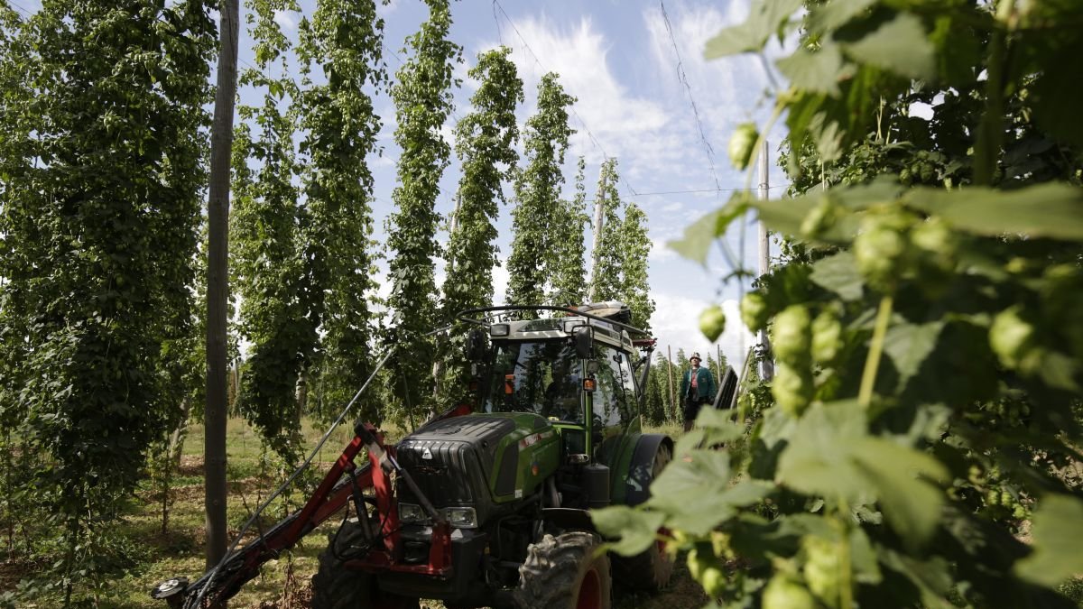 Una plantación de lúpulo en la localidad de Quintanilla de Sollamas.