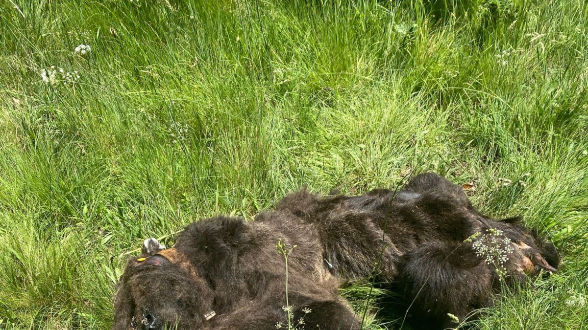 Agentes medioambientales hallan muerto a un oso pardo en la montaña de Palencia