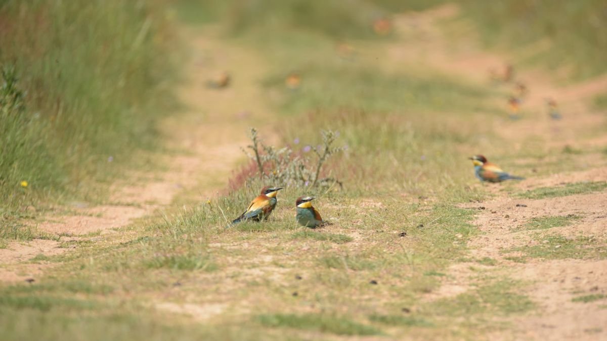Doce abejarucos en la senda afectada el 21 de mayo.  Ejemplares tras la obra.