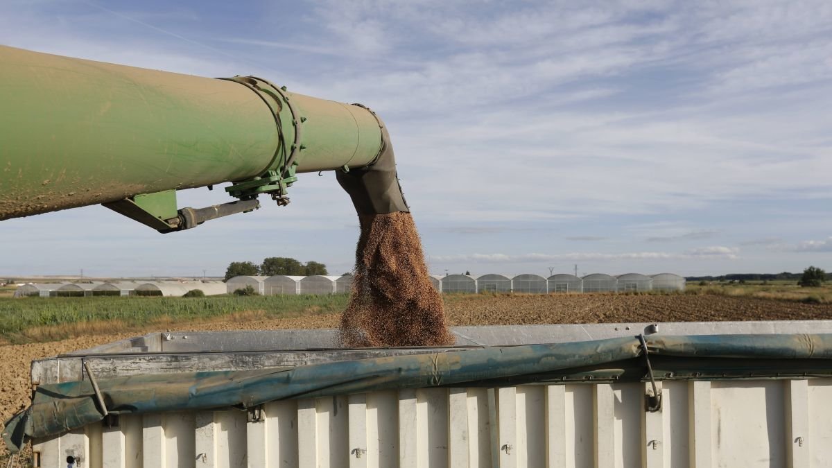 Volcado de grano a un camión.