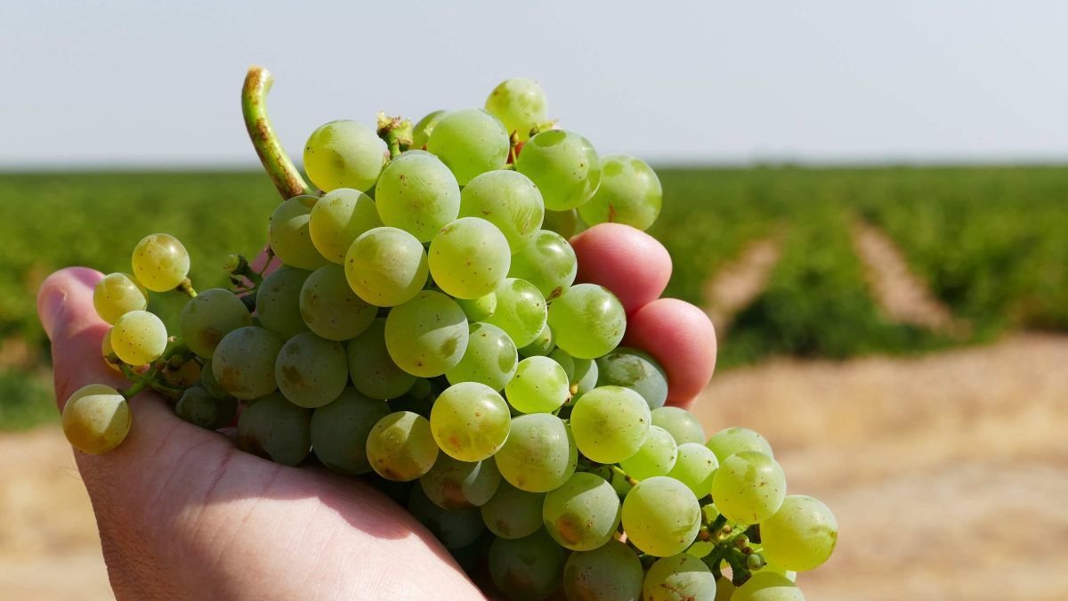 La mayor parte de la superficie amparada por la DO Rueda está dedicada a la variedad Verdejo.