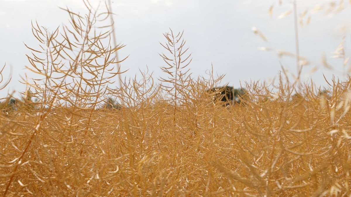 La ola de calor de los últimos días está pasando ya factura al campo, aunque no se aprecian daños irreparables.