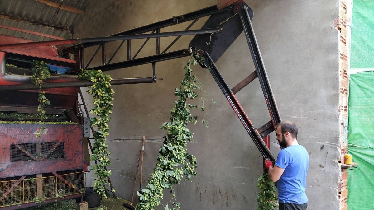 Un joven agricultor trabaja con el lúpulo en la peladora.