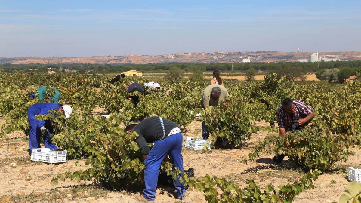 Cosecha en la zona de Zamora.