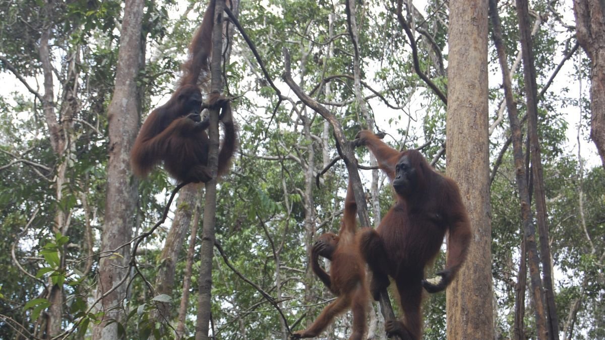 Orangutanes en unos árboles en Indonesia.