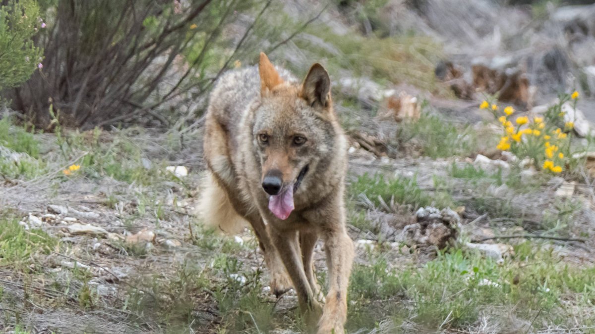Lobo en cautividad en la sierra de la Culebra