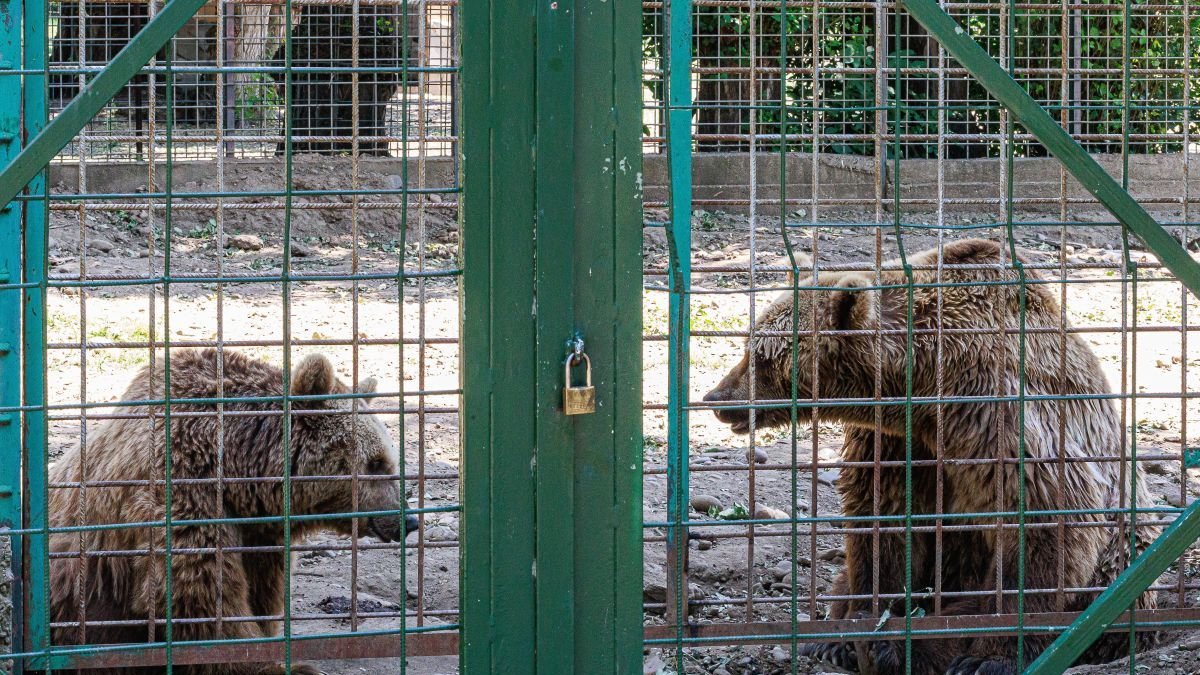 Luna y Ponderoso conviven desde los albores de los años noventa en una jaula de apenas 800 metros cuadrados en el coto escolar de León.
