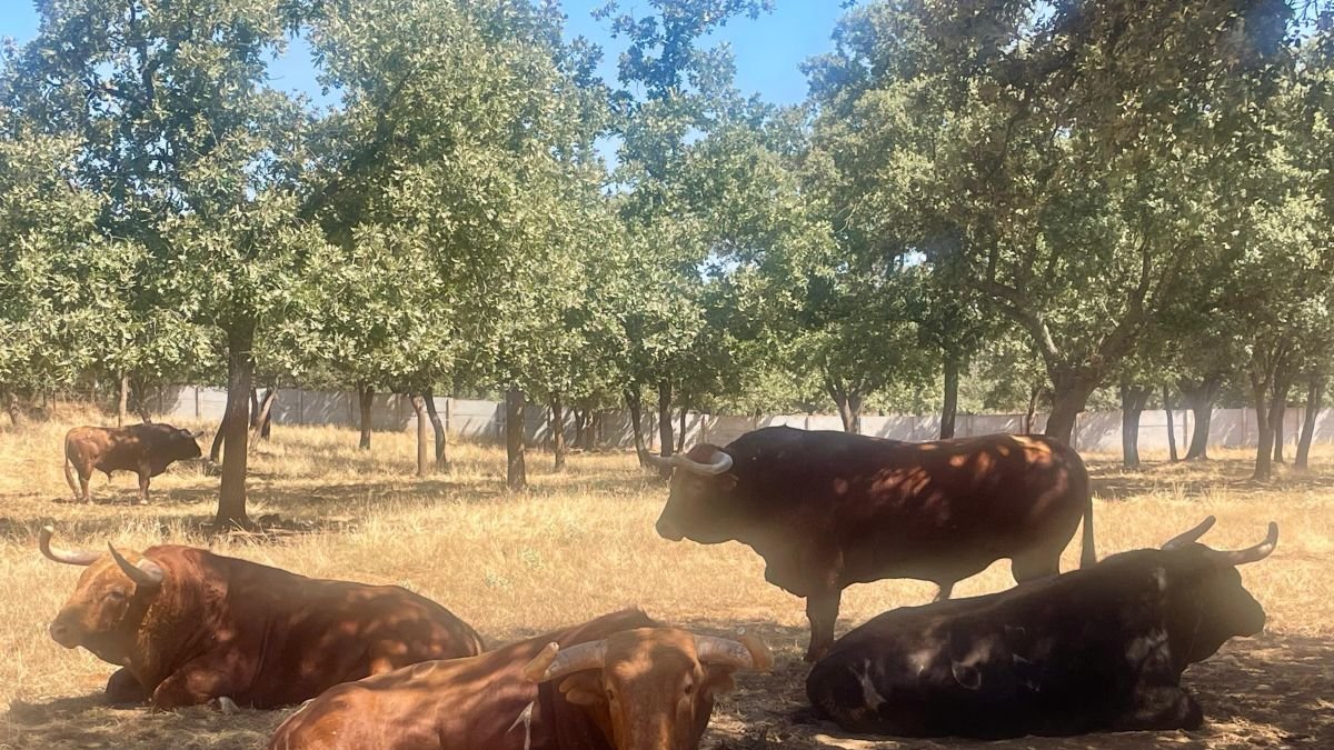 Actualmente hay 167 ganaderías que albergan a casi 37.000 animalesde.