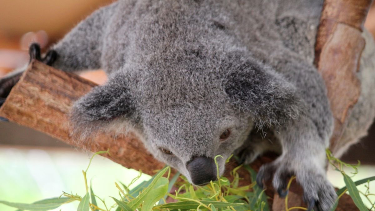 Fotografía de un Koala en Sidney (Australia).