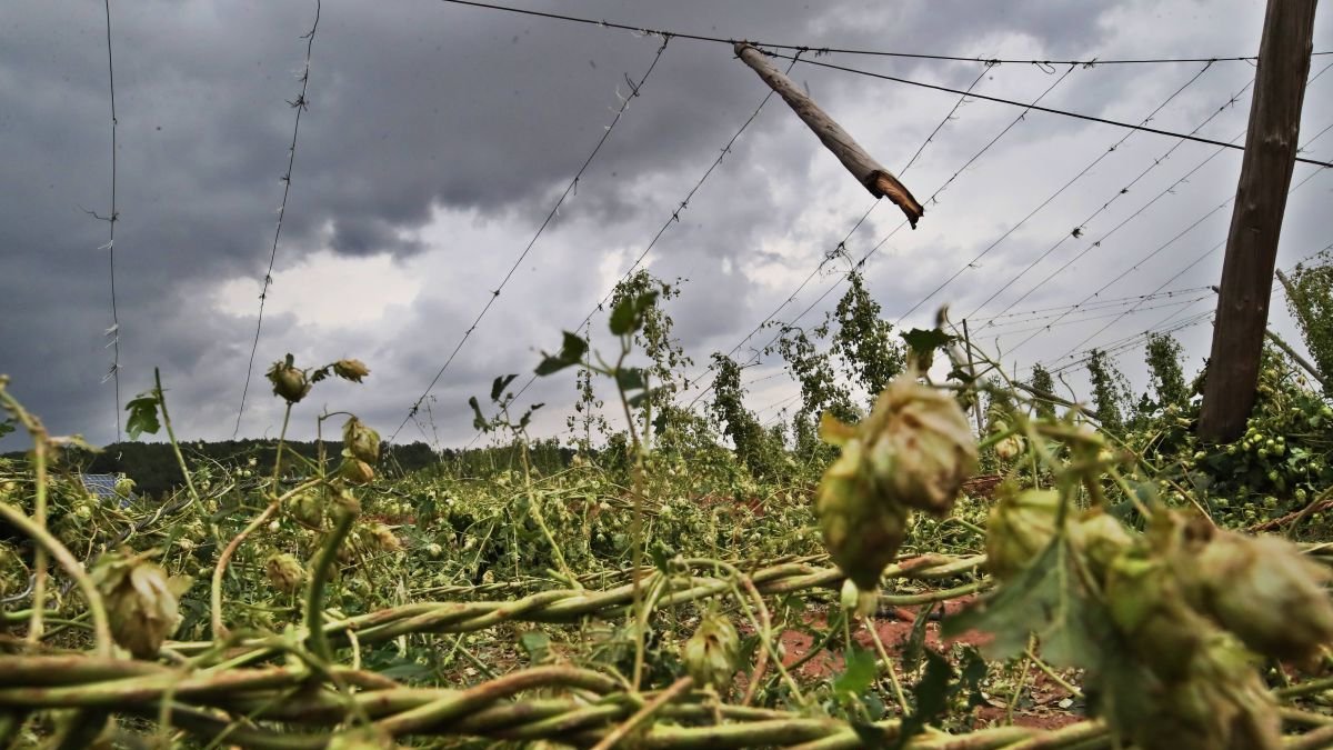 Daños por una tormenta en una finca de lúpulo, en la provincia de León.
