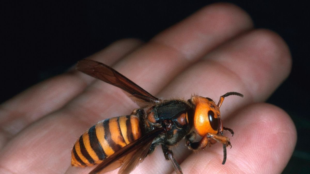 Muestra de avispón asiático que ha causado problemas en los últimos años.